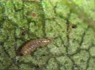 ハネカクシ幼虫